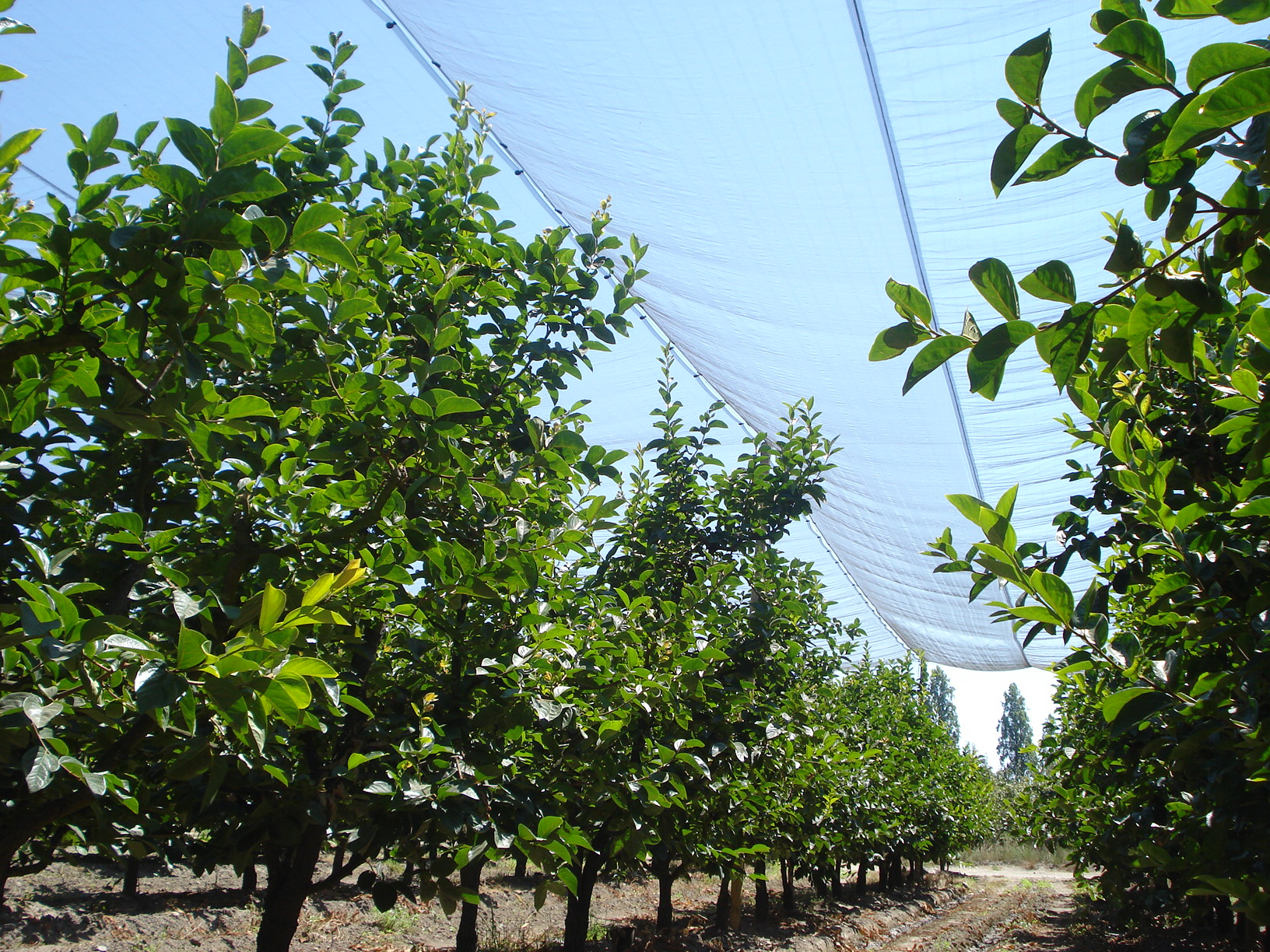 Instalación de malla antigranizo sobre frutales